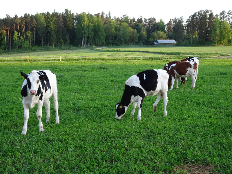 Ranskalainen visiitti